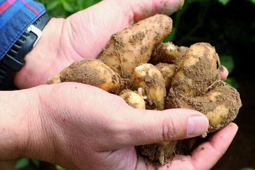 Mejores Patatas Pure