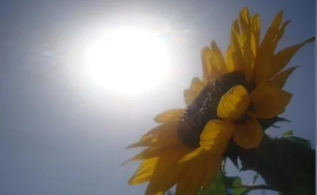 Ahorrando en bronceadores ¡utiliza marcas blancas!