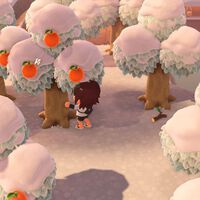 Animal Crossing New Horizons | Todas las frutas, cómo conseguirlas y su precio 