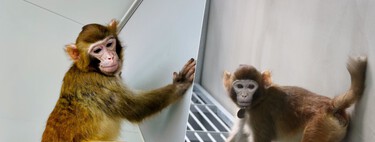 We just cloned a primate. If anyone believes that this brings us closer to human cloning, they are wrong.