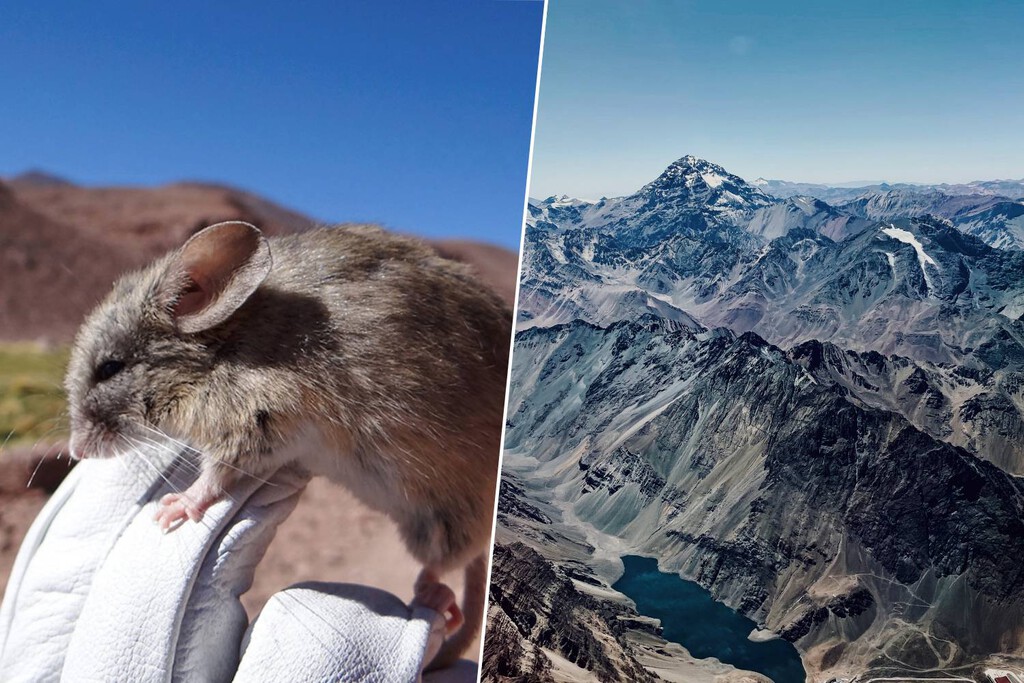 Acabamos de encontrar un mamífero en un lugar imposible: en Los Andes, a casi 7.000 metros de altura