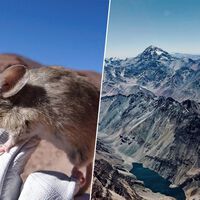 Acabamos de encontrar un mamífero en un lugar imposible: en Los Andes, a casi 7.000 metros de altura