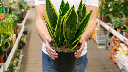 Sansevieria en maceta. Foto: Freepik
