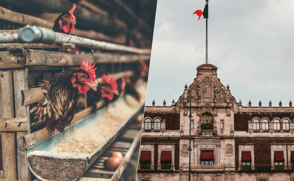 La gripe aviar se ha cobrado su primera víctima humana en México: la OMS aún no sabe cómo se contagió