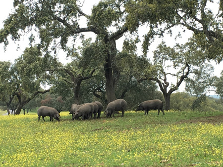 Dehesa Extremadura