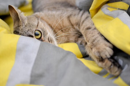 Epilepsia Gatos