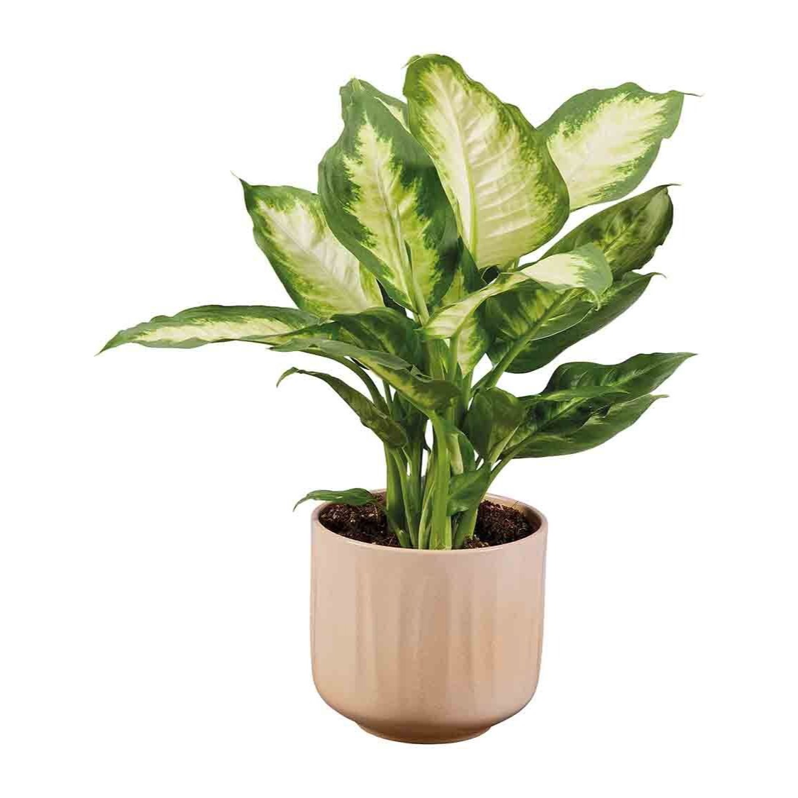 Dieffembaquia/ficus/dracena