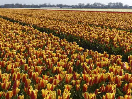 Bloemenroute La Ruta Floral Mas Impresionante De Holanda 2
