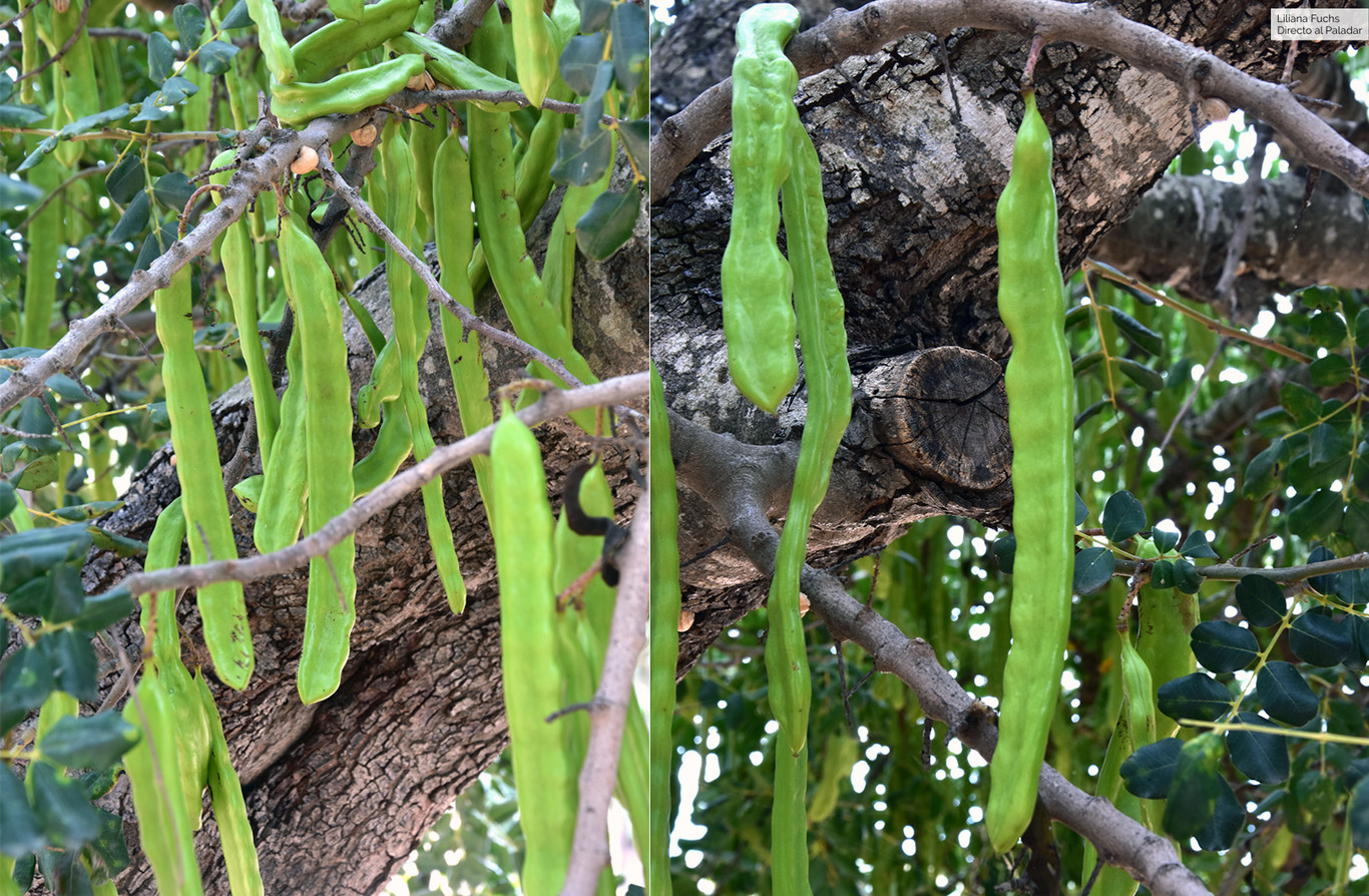 Qué es la algarroba, propiedades y uso en la cocina del fruto del algarrobo