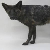 Hace cuatro años alguien atropelló a un perro en Brasil: hoy sabemos que ni era un perro ni debería haber existido