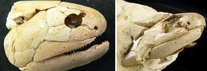 Descubierto un fósil de un pez de 380 millones de años de antigüedad precursor de los primeros animales terrestres