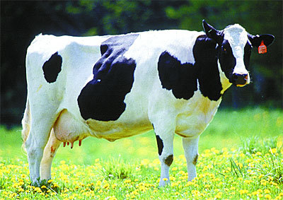 ¿Vacas que producen leche materna?