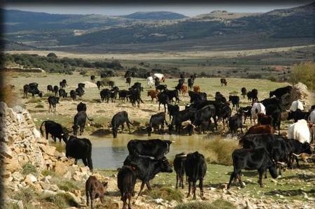 Rutas de trashumancia en País Vasco