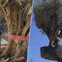 "É extraordinário, não se faz todo dia": o incrível trabalho de transportar uma oliveira de 500 anos e 6 mil quilos para um jardim particular 