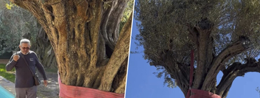 "É extraordinário, não se faz todo dia": o incrível trabalho de transportar uma oliveira de 500 anos e 6 mil quilos para um jardim particular 