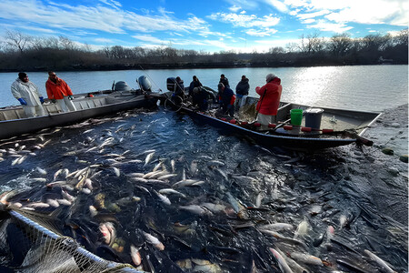 Una amenaza global viene de Asia: las carpas invasoras que están desestabilizando ríos y lagos del mundo
