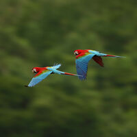 Aves brasileiras podem ter sido infectadas com vírus para serem usadas como armas biológicas durante a ditadura militar 