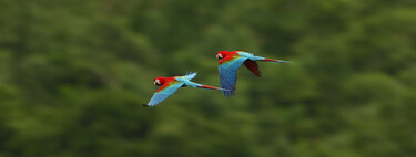 Aves brasileiras podem ter sido infectadas com vírus para serem usadas como armas biológicas durante a ditadura militar 