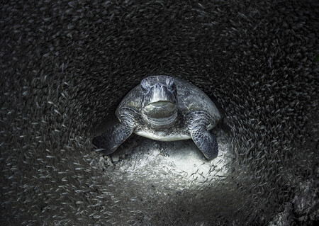 Tortugas, peces de cristal, tiburones, medusas y otras sugerentes fotos ganadoras de los ‘Ocean Photography Awards 2021’