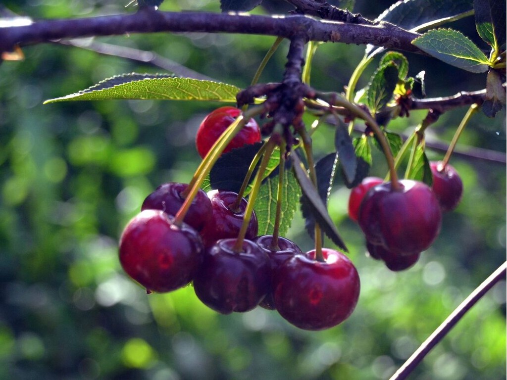 Así se planta un hueso de cereza para conseguir un árbol frutal en casa