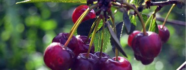 Así se planta un hueso de cereza para conseguir un árbol frutal en casa