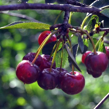 Así se planta un hueso de cereza para conseguir un árbol frutal en casa 
