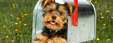 Este repartidor tiene el trabajo soñado para los amantes de los perros 