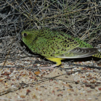 El loro nocturno que creíamos extinto reaparece después de más de 100 años. Son extraordinarias noticias 