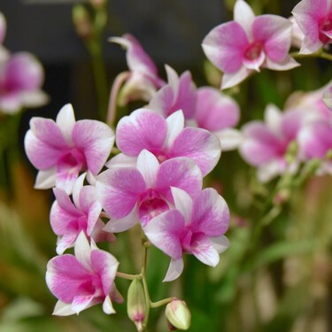 No lo tires a la basura: con este ingrediente natural que todos tenemos en casa tus orquídeas florecerán como nunca 
