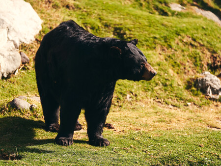 Osos Negros Nuevo Leon