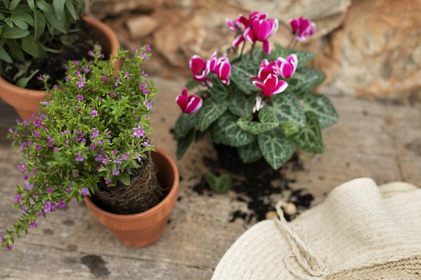 El truco que usan los jardineros para que potenciar la floración de las plantas: el humus de lombriz (y así puedes elaborarlo en casa utilizando desechos de la basura)