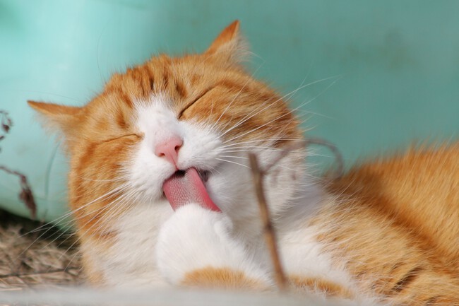 Sweet Kitten Cat Mammal Fauna Close Up 974997 Pxhere Com