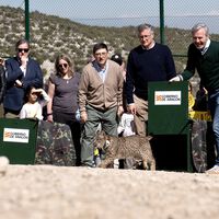 La pregunta ya no es si reintroducir al lince en Aragón tiene sentido: es qué vamos a hacer para frenar a los conejos