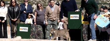 La pregunta ya no es si reintroducir al lince en Aragón tiene sentido: es qué vamos a hacer para frenar a los conejos