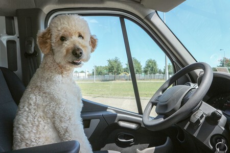 perro