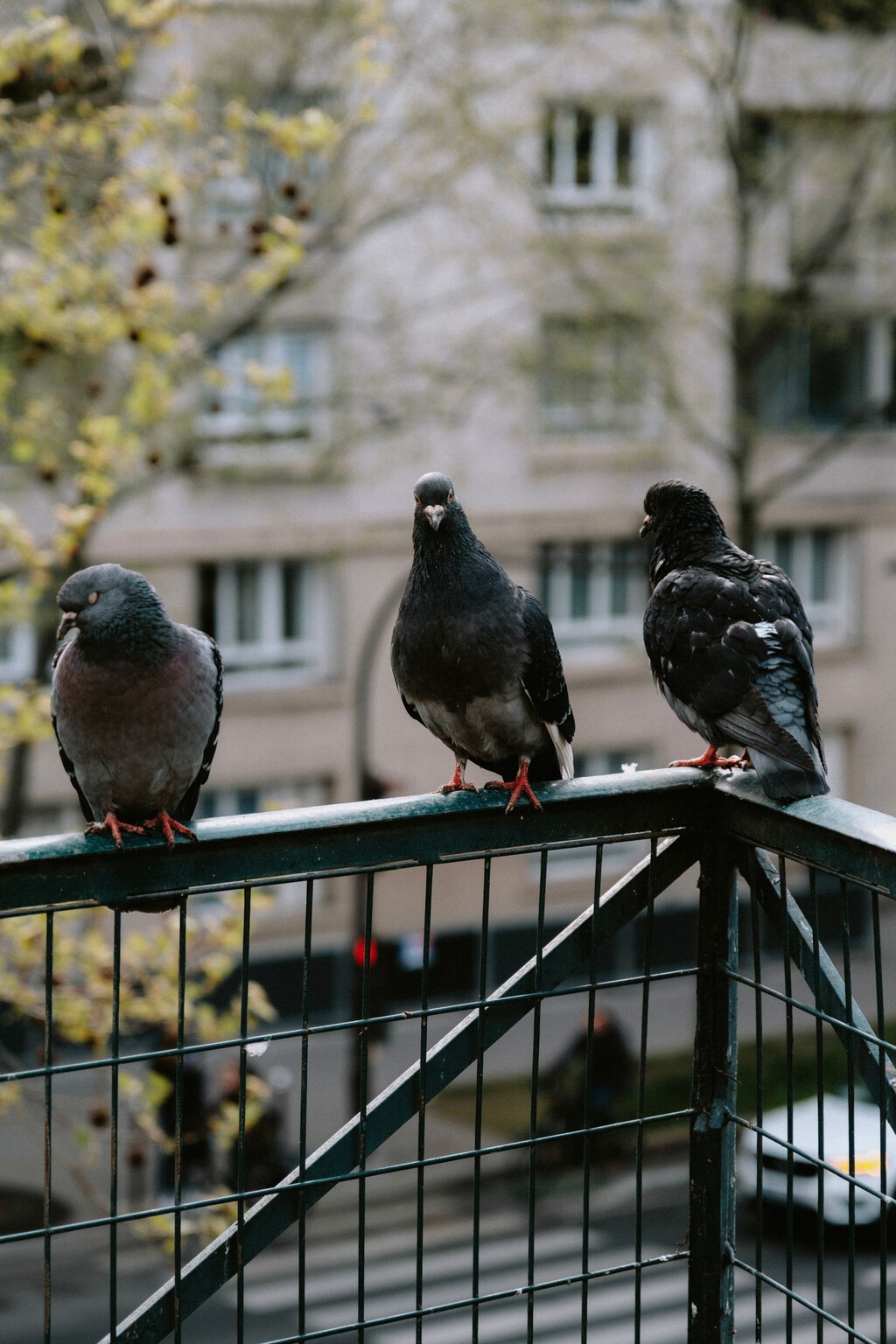 Colgar tornillos en la terraza o balcón no hará que se vayan las palomas. Esto es mucho más efectivo