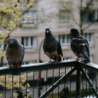 Colgar tornillos en la terraza o balcón no hará que se vayan las palomas. Esto es mucho más efectivo