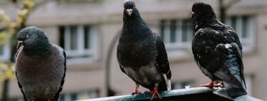 Para que las palomas no ensucien tu balcón, no basta con colgar tornillos o CD`s: esto es lo que de verdad funciona