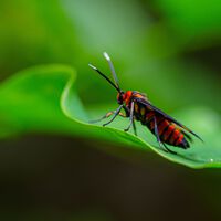 La UNAM hace levitar insectos con ultrasonido y abre una nueva forma de estudiarlos sin tocarlos 