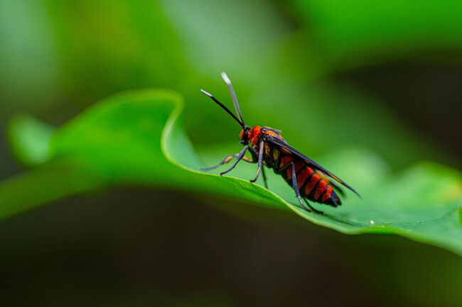 La UNAM hace levitar insectos con ultrasonido y abre una nueva forma de estudiarlos sin tocarlos