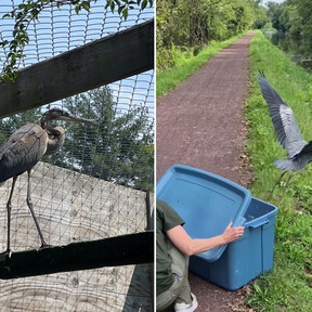 Una garza rehabilitada regresó a la naturaleza tras sufrir problemas de salud a causa de un incidente con un hilo de pesca 