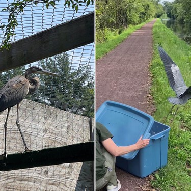 Una garza rehabilitada regresó a la naturaleza tras sufrir problemas de salud a causa de un incidente con un hilo de pesca 