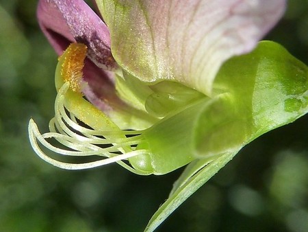 Se descubre que las plantas 'oyen' el sonido para encontrar agua