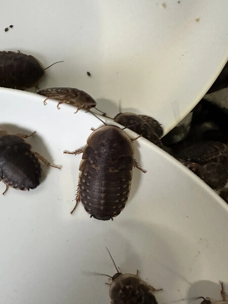 Cucarachas Dubia