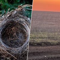 La guerra de Ucrania se está librando, ante todo, con drones. Y eso está dejando un reguero infinito de fibra óptica por el campo