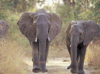 Nace el área protegida más grande de África