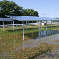 El gran problema de poner paneles solares sobre cultivos es la sombra. La Universidad de Jaén ha dado con una solución