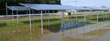 El gran problema de poner paneles solares sobre cultivos es la sombra. La Universidad de Jaén ha dado con una solución