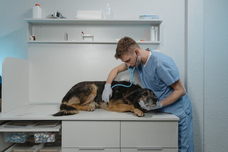 veterinario-enfermedad-perro