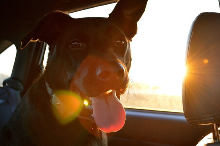 Perro Coche